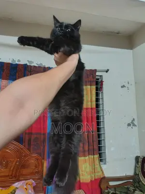 3-6 Months Female Purebred Persian