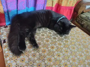 3-6 Months Female Purebred Persian