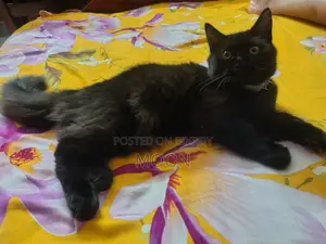 3-6 Months Female Purebred Persian