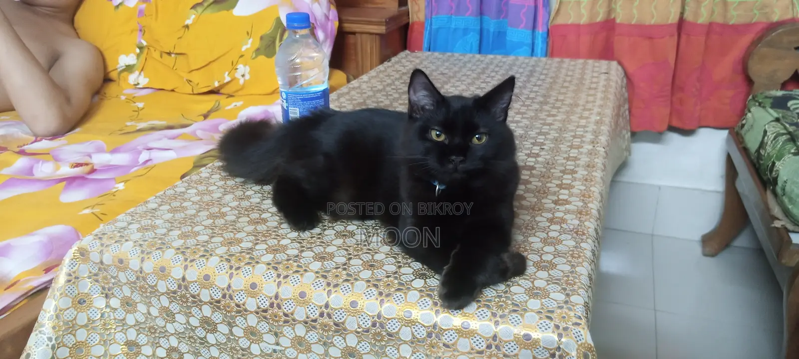 3-6 Months Female Purebred Persian
