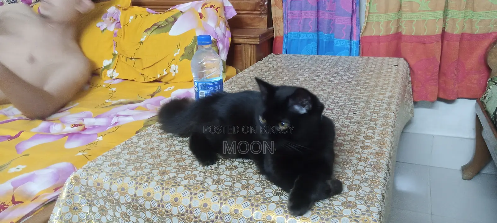 3-6 Months Female Purebred Persian