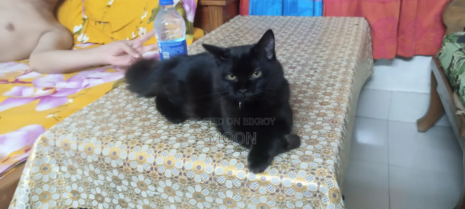 3-6 Months Female Purebred Persian