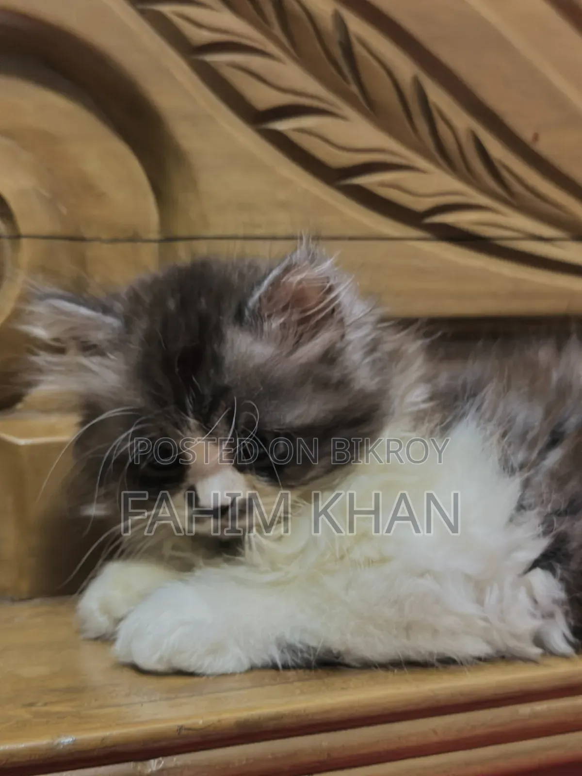 3-6 Months Male Purebred Persian