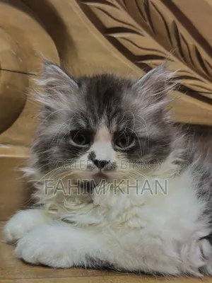 3-6 Months Male Purebred Persian