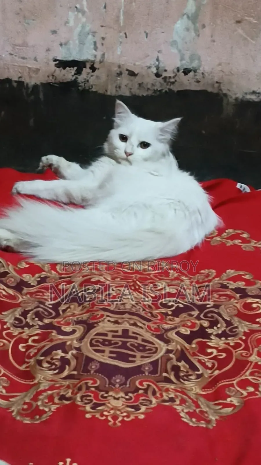 3-6 Months Female Mixed Breed Persian