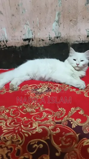 3-6 Months Female Mixed Breed Persian