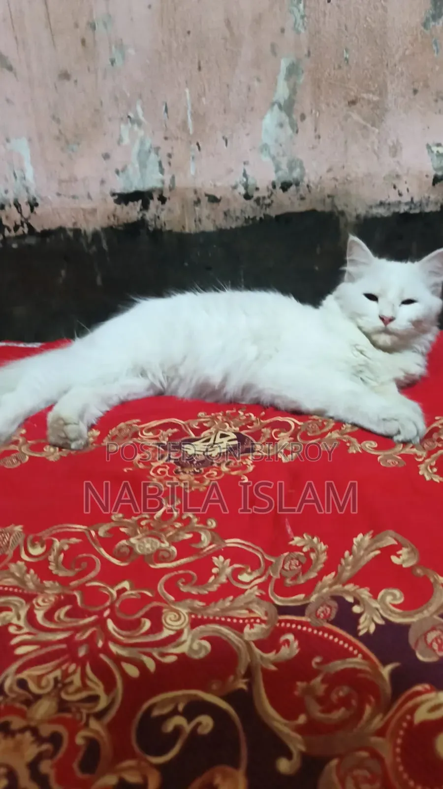 3-6 Months Female Mixed Breed Persian