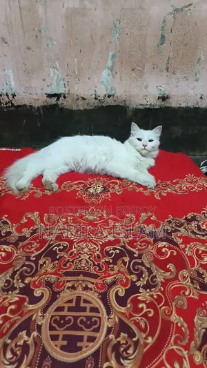 3-6 Months Female Mixed Breed Persian