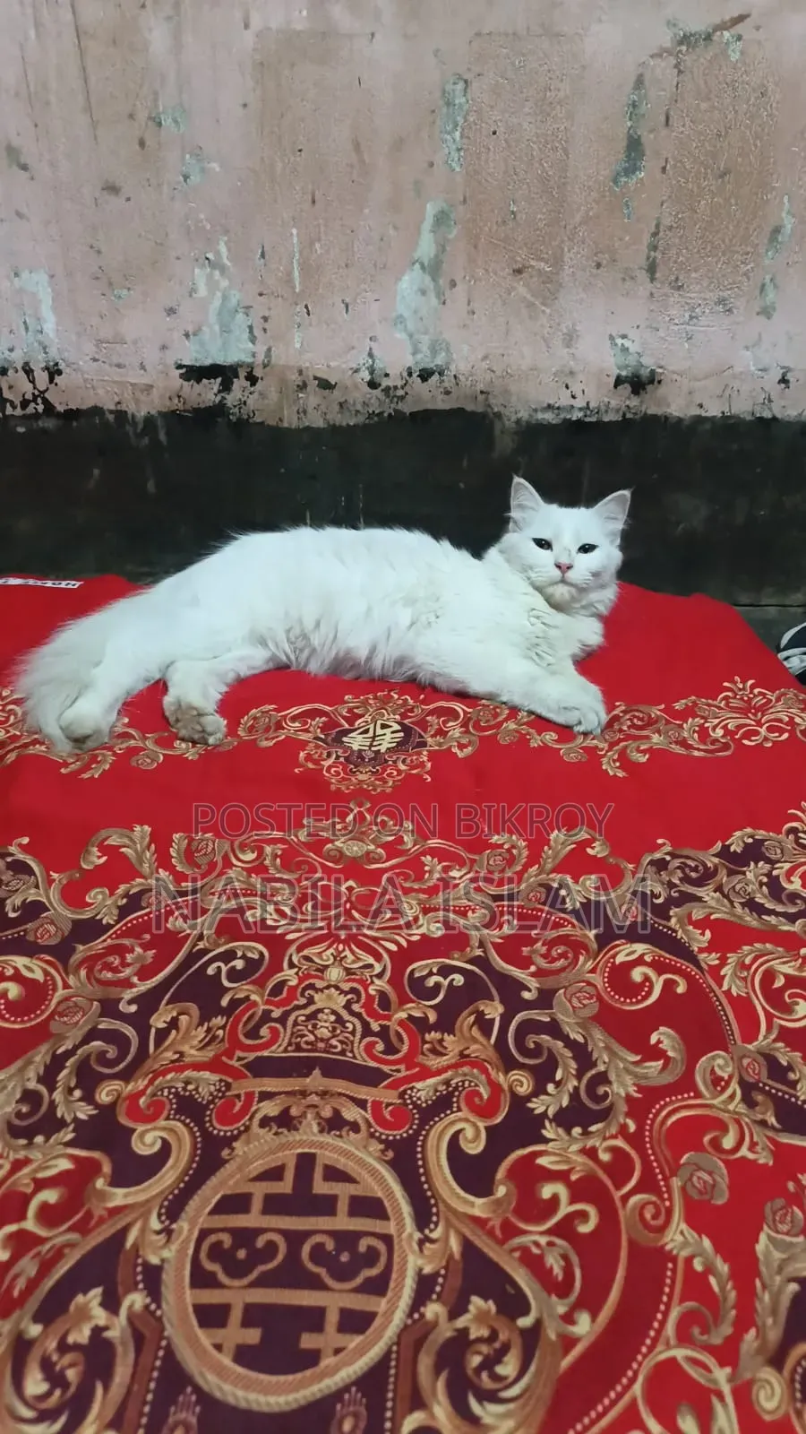 3-6 Months Female Mixed Breed Persian