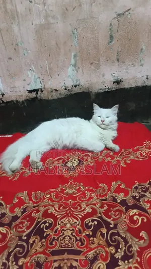 3-6 Months Female Mixed Breed Persian