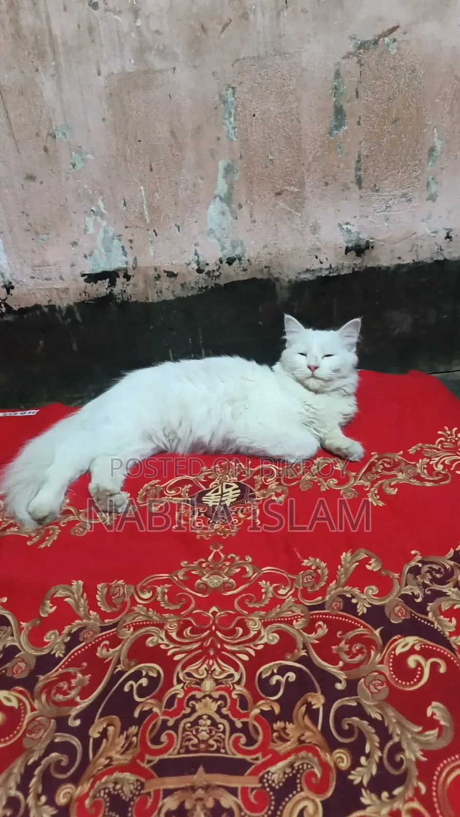 3-6 Months Female Mixed Breed Persian