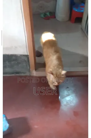 1+ Year Male Mixed Breed Persian Cat