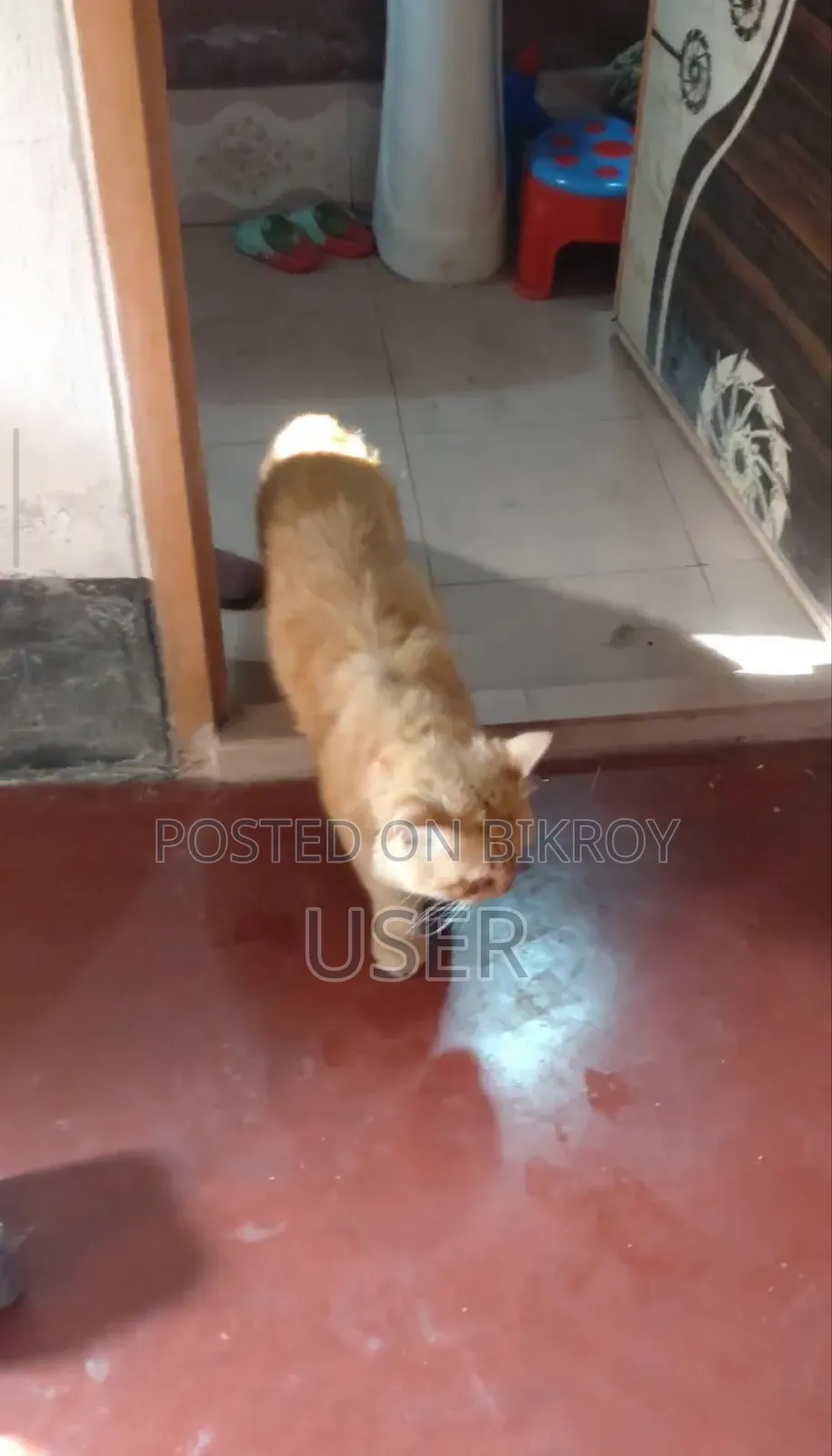 1+ Year Male Mixed Breed Persian Cat