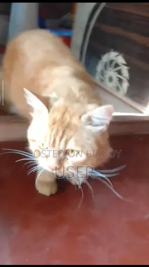 1+ Year Male Mixed Breed Persian
