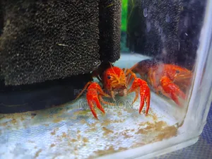 ৩ ইঞ্চি সাইজের রেড ক্রে ফিশ