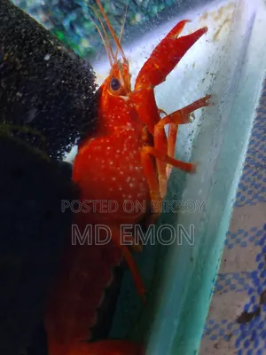 ৩ ইঞ্চি সাইজের রেড ক্রে ফিশ