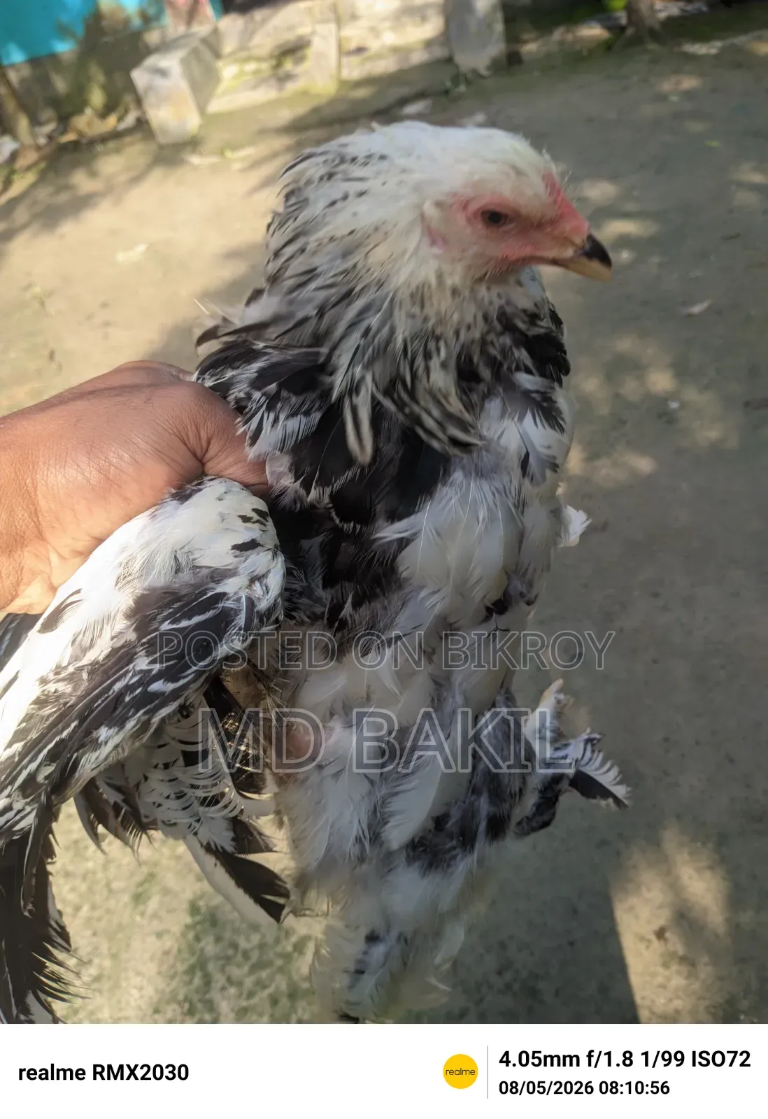 ব্রাহমা মুরগির