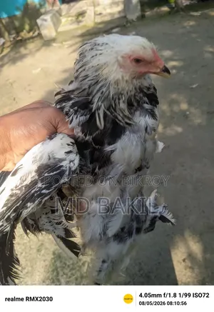 ব্রাহমা মুরগির