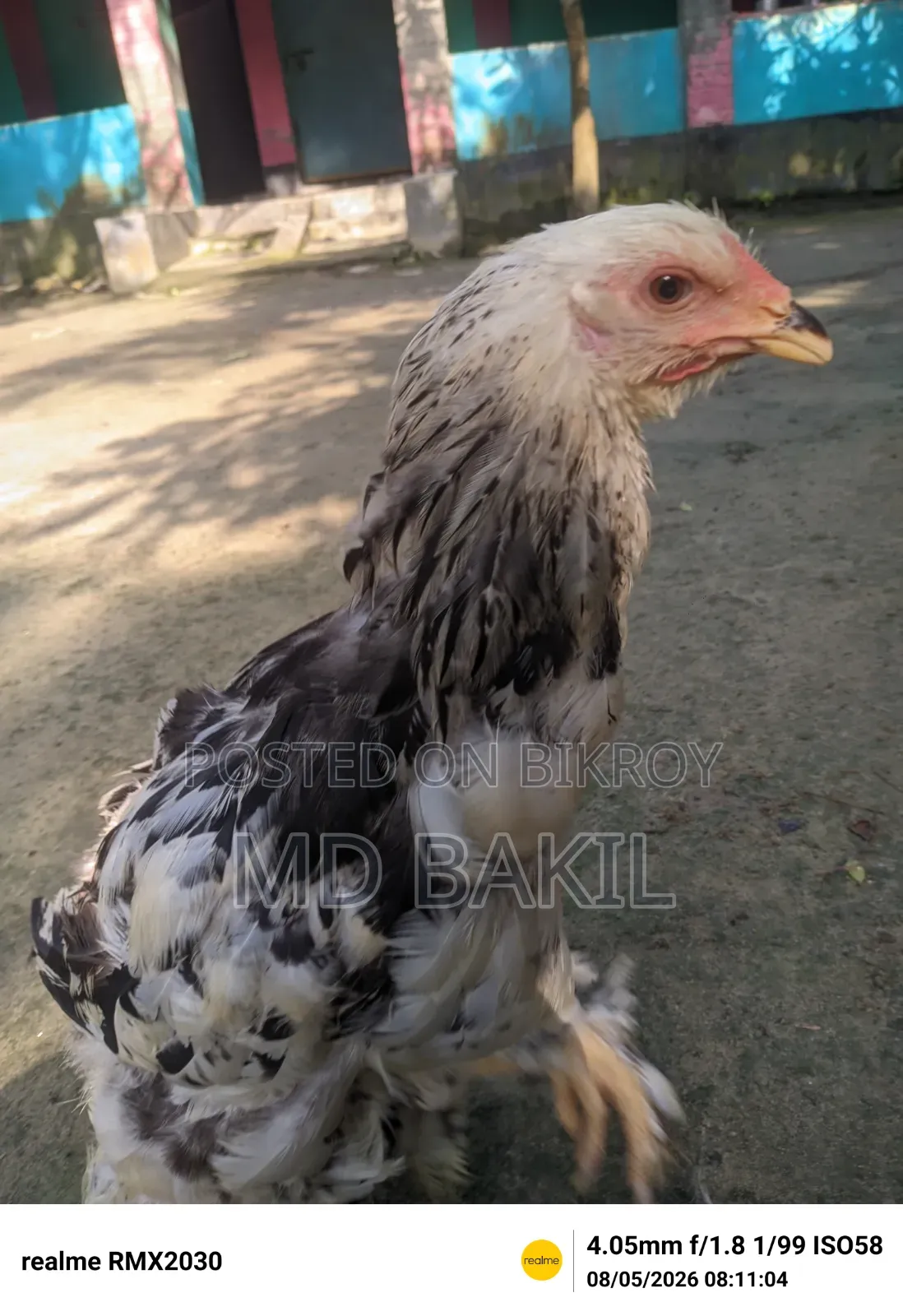 ব্রাহমা মুরগির