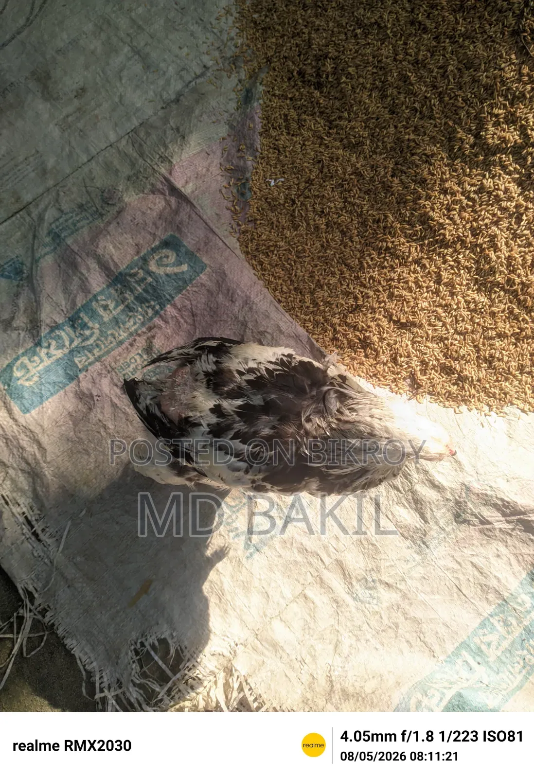 ব্রাহমা মুরগির