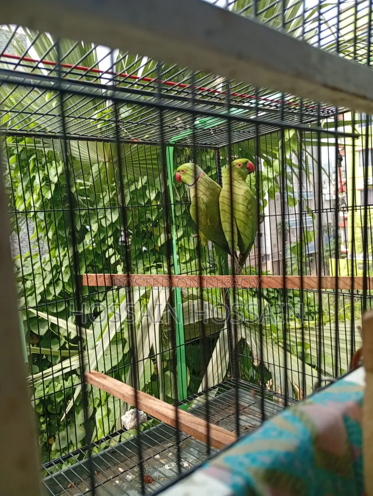 রিংনেক টিয়া
