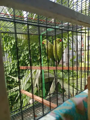 রিংনেক টিয়া