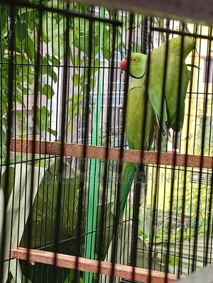 রিংনেক টিয়া