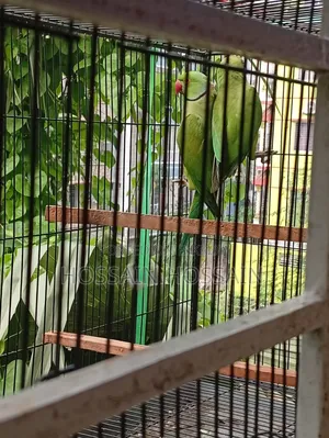 রিংনেক টিয়া