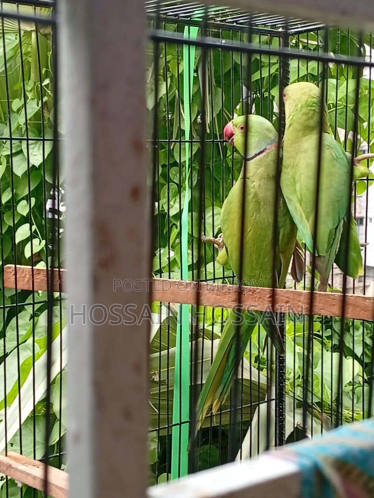রিংনেক টিয়া
