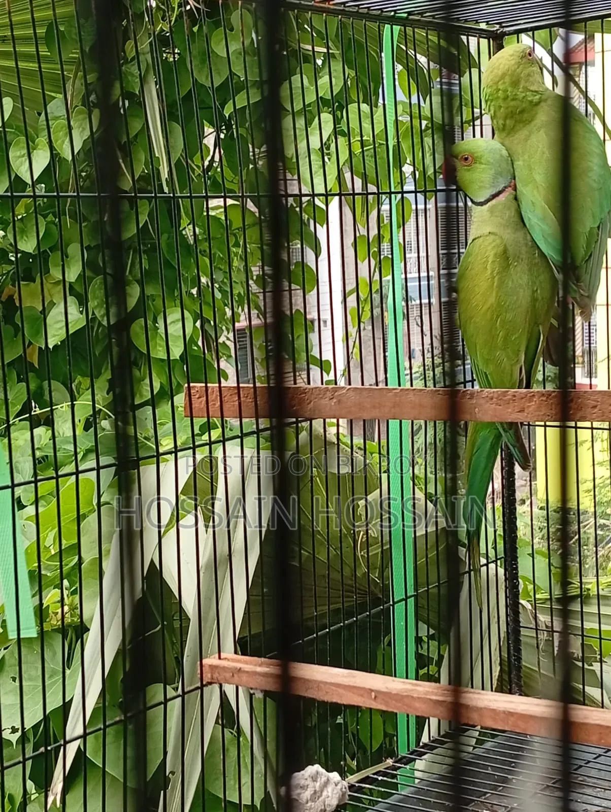 রিংনেক টিয়া