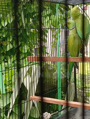 রিংনেক টিয়া