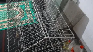 একটি বড় খাঁচা