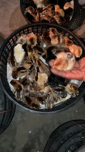 উচ্চমানের সোনালী মুরগির বাচ্চা বিক্রয় হবে