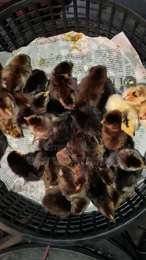 High-Quality Sonali Chicken Chicks for Sale