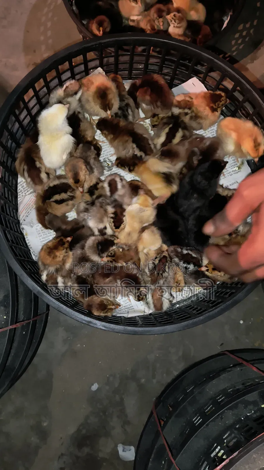 High-Quality Sonali Chicken Chicks for Sale