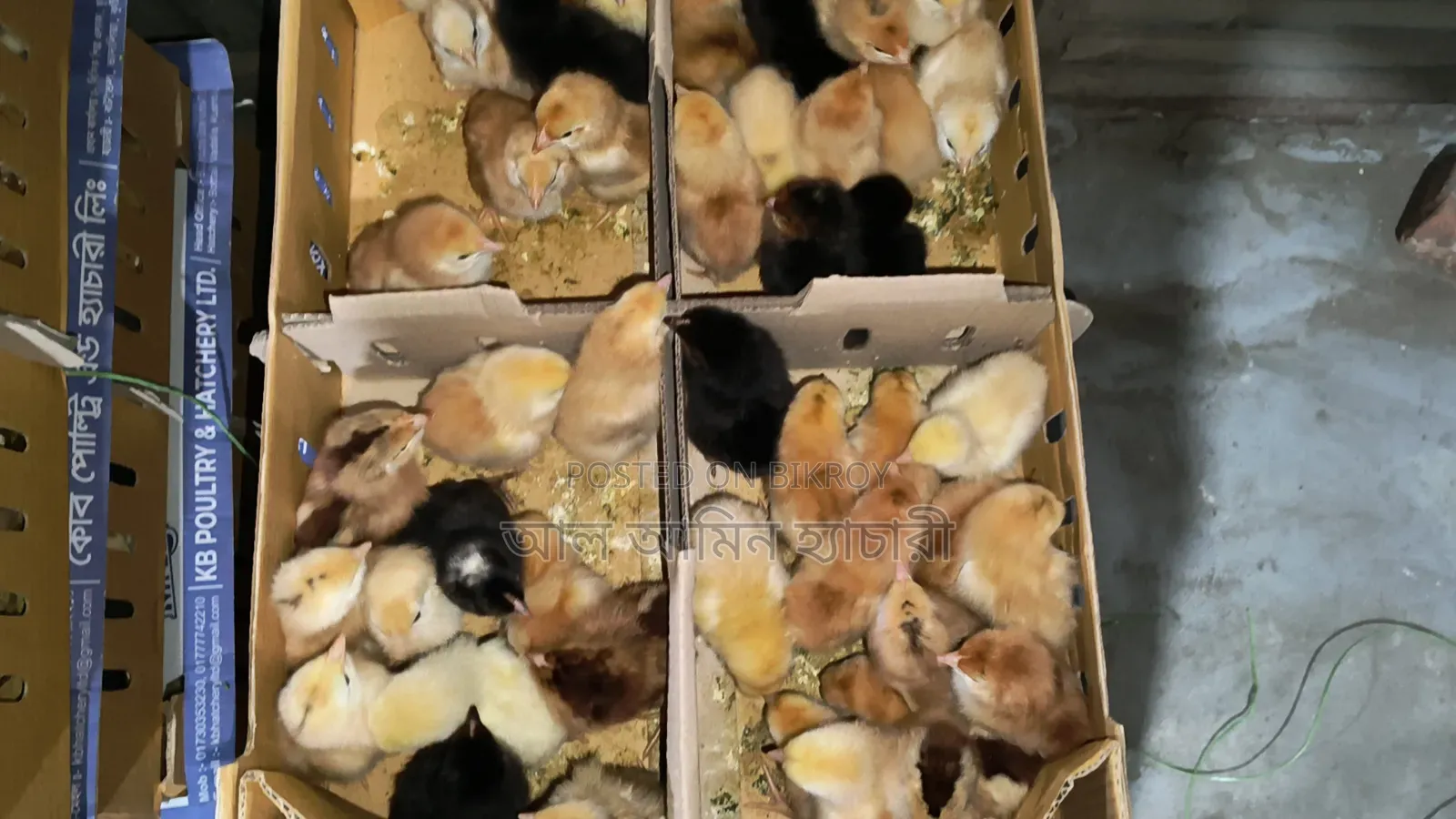 High-Quality Sonali Chicken Chicks for Sale