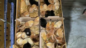 High-Quality Sonali Chicken Chicks for Sale
