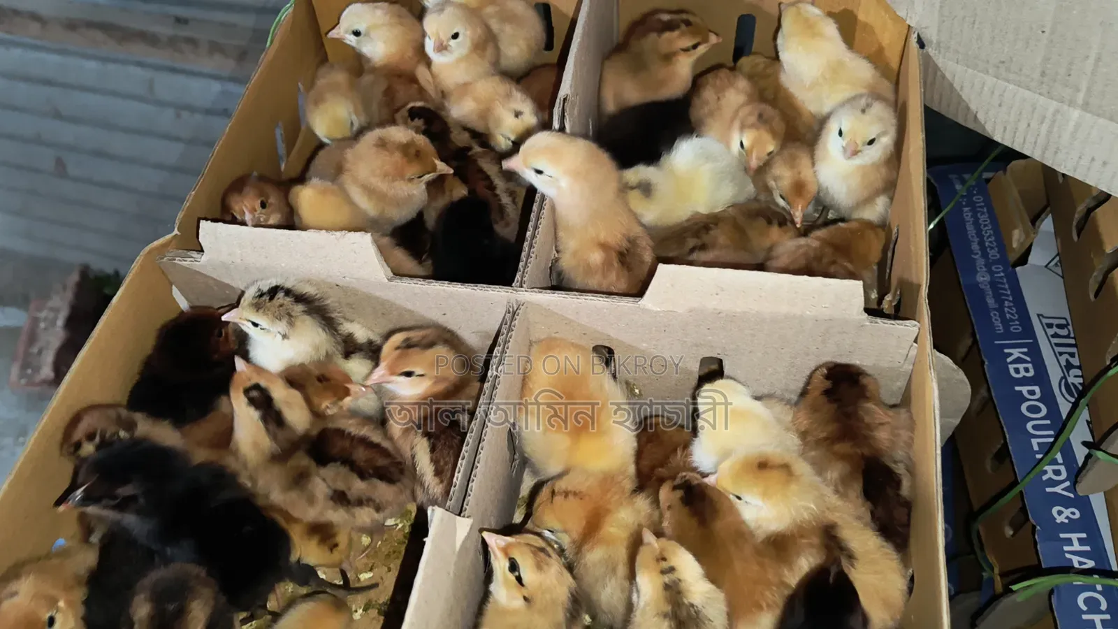 High-Quality Sonali Chicken Chicks for Sale