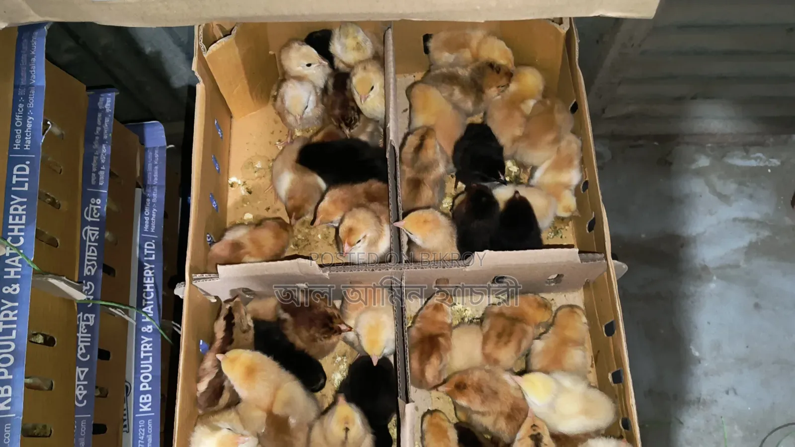 High-Quality Sonali Chicken Chicks for Sale
