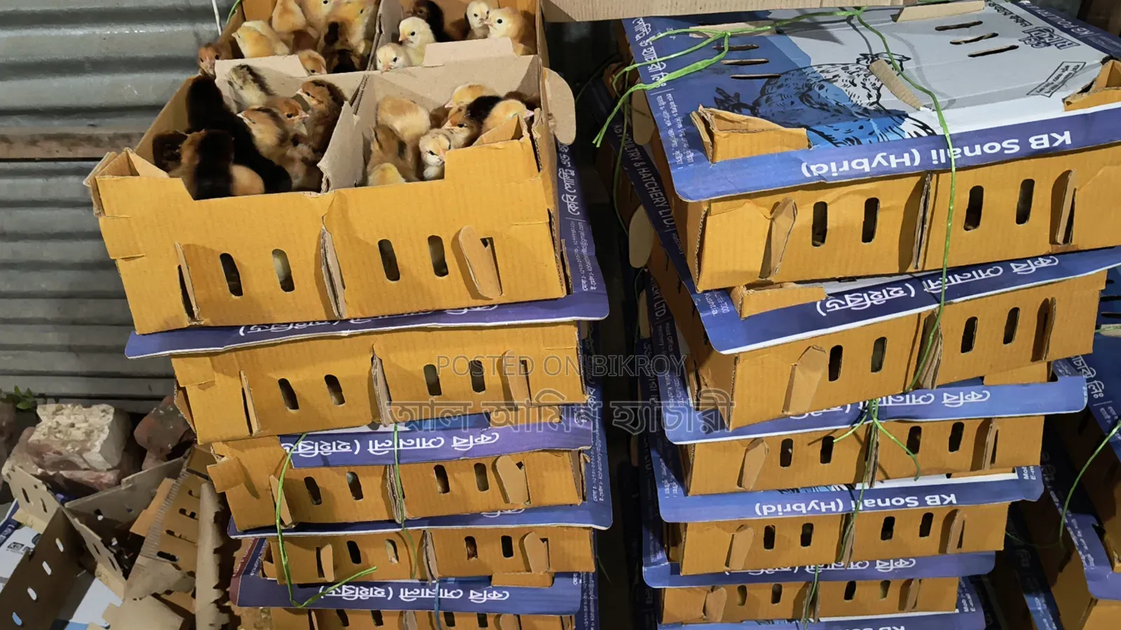 High-Quality Sonali Chicken Chicks for Sale