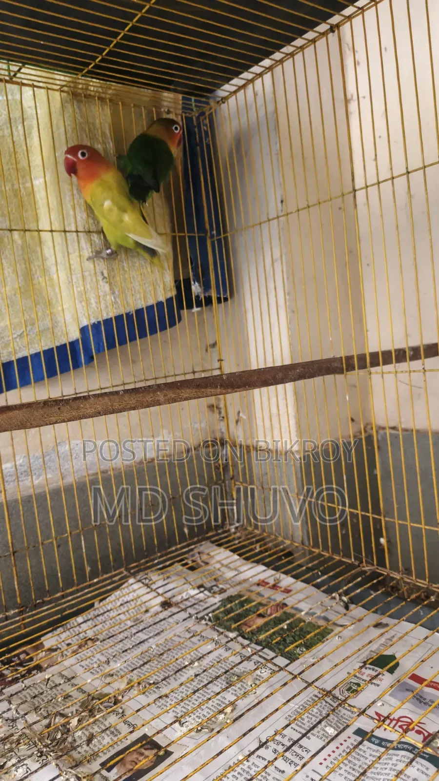 Pastel Split Ino/Green Opaline