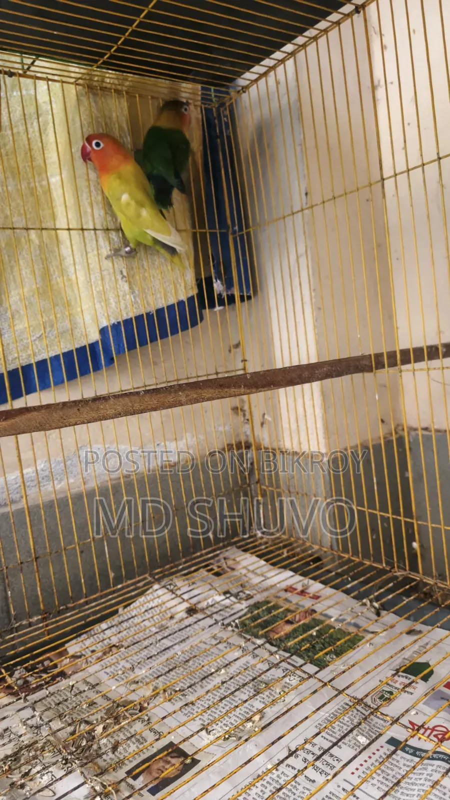 Pastel Split Ino/Green Opaline