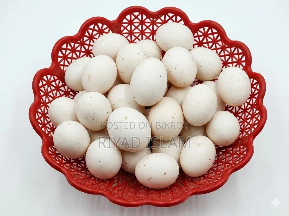 Egyptian Fayoumi Hatching Eggs