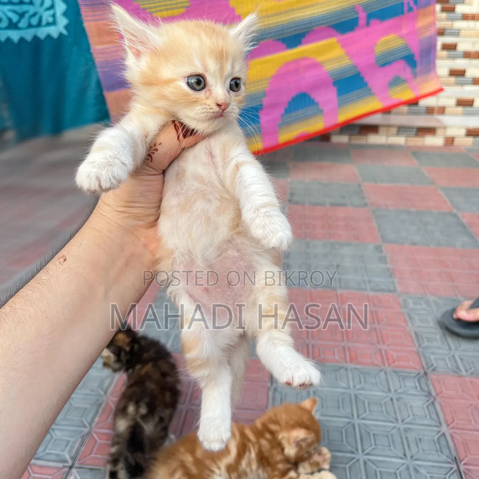 0-1 Month Female Purebred Persian