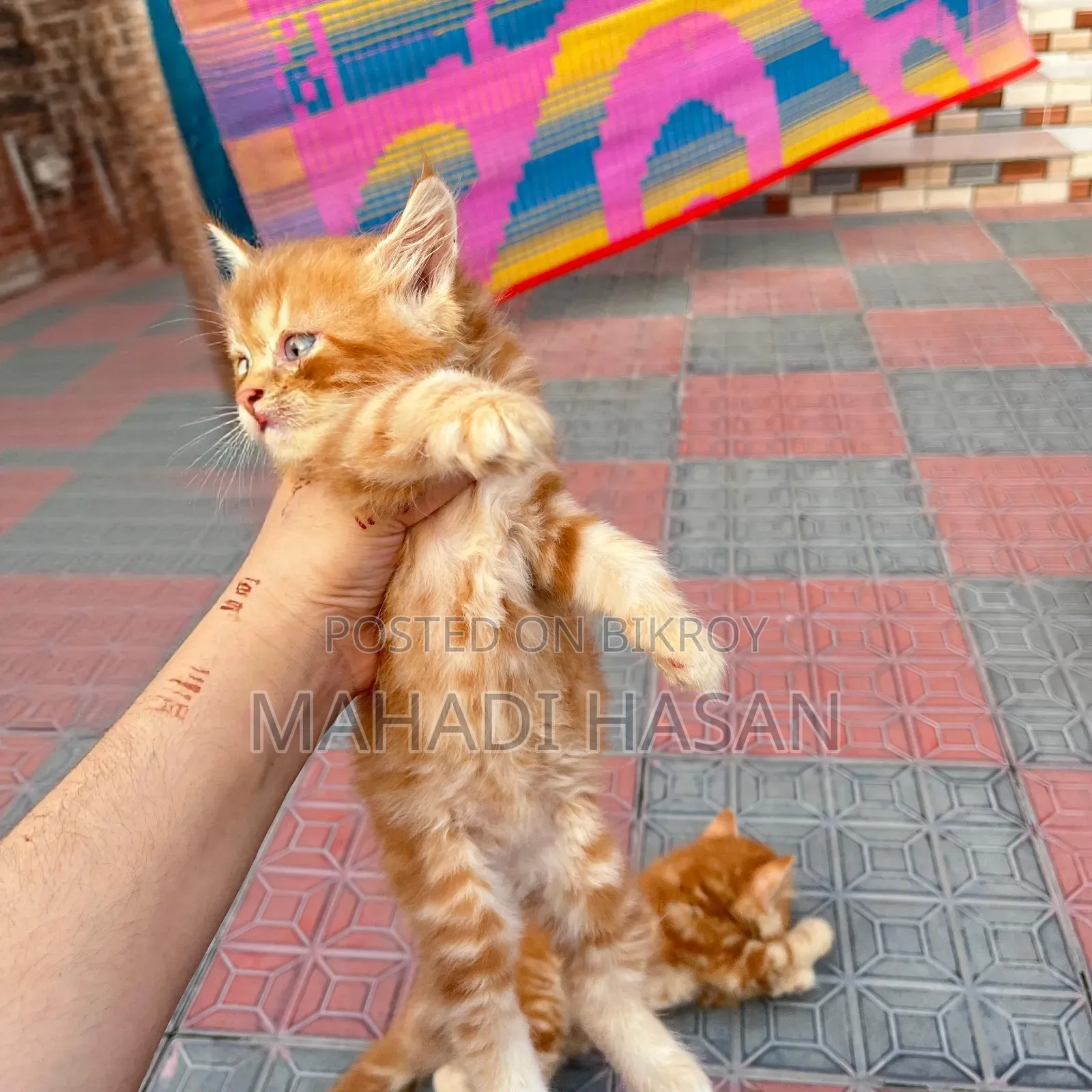 0-1 Month Female Purebred Persian
