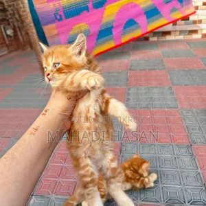 0-1 Month Female Purebred Persian