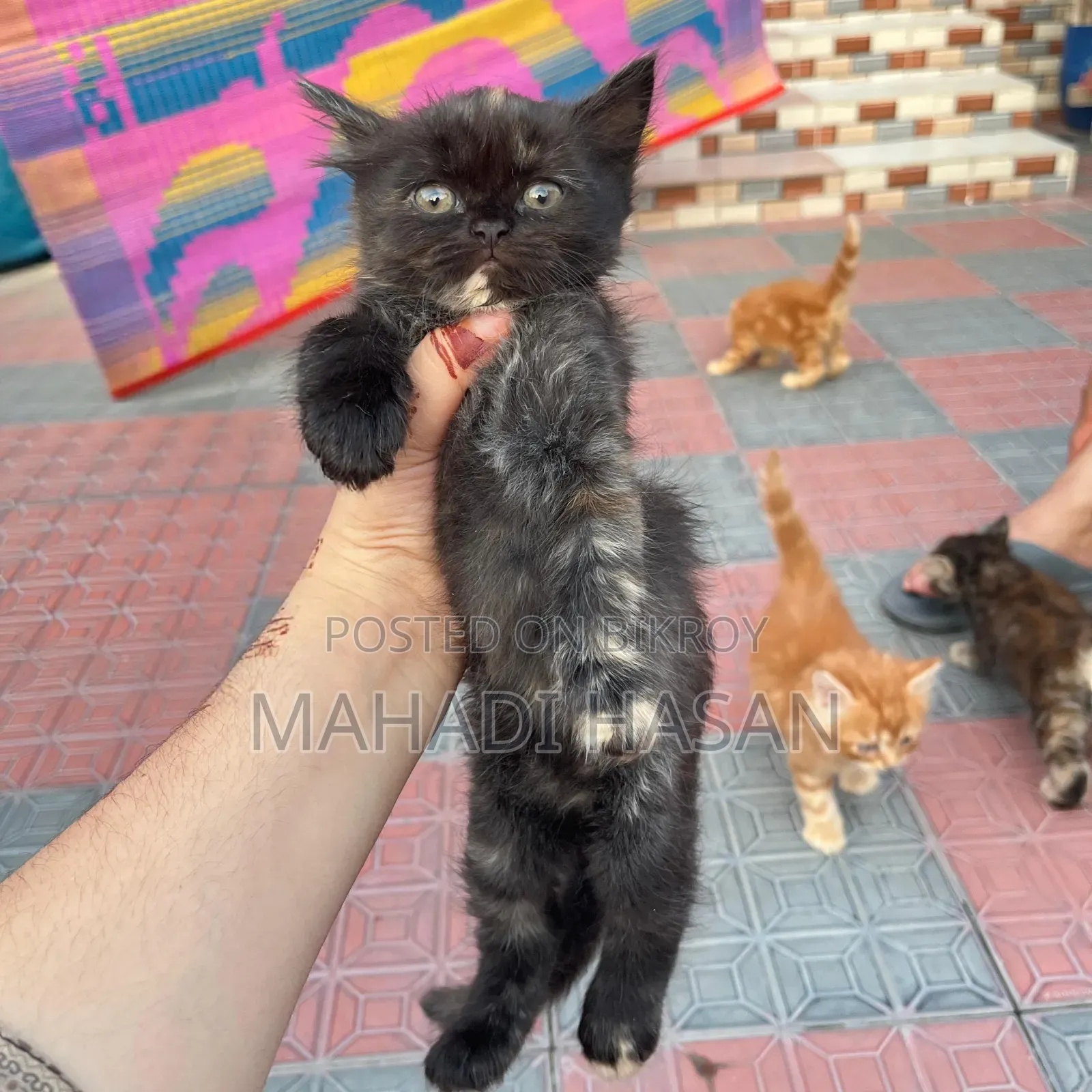 0-1 Month Female Purebred Persian