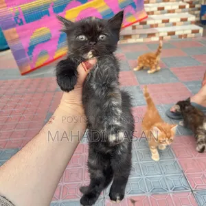 0-1 Month Female Purebred Persian