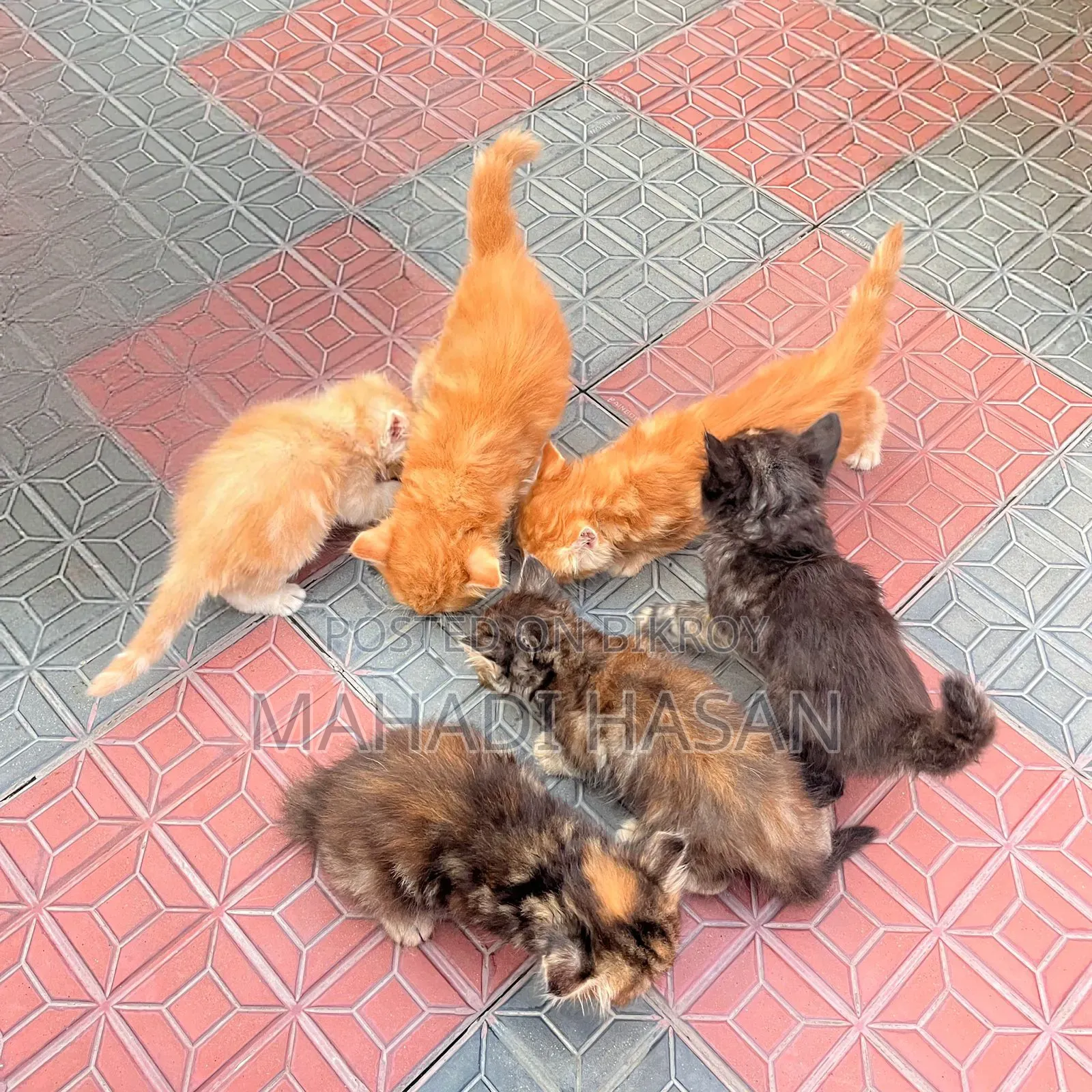 0-1 Month Female Purebred Persian