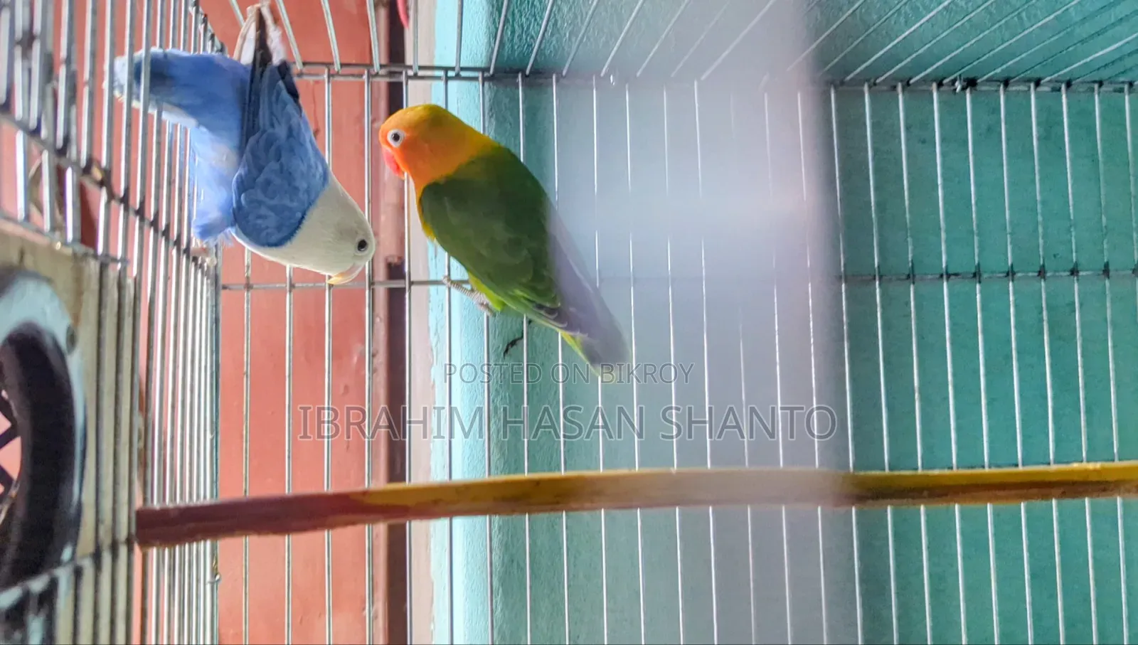 Lovebird Pair
